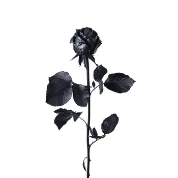 Fresh Black Rose